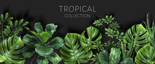 Vector Tropical Banner With Green Leaves On Black Background. Luxury Exotic Botanical Design For Cosmetics, Wedding Invitation, Summer Banner, Spa, Perfume, Beauty, Travel, Packaging Design