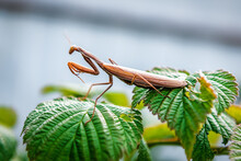 Female European Mantis Or Praying Mantis, Mantis Religiosa. Brown Praying Mantis.