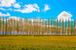 Beautiful summer landscape with trees on a row with summer clouds - Iceland