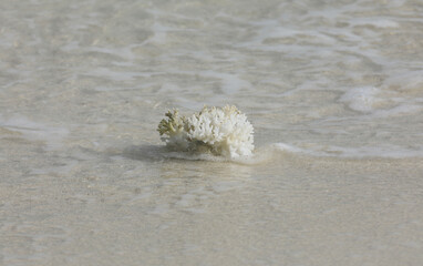 Wall Mural - white coral on white sand on a tropical island