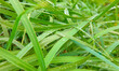 A lot of green grass with close-up water drops  in sunlight background