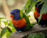 Fototapeta Tęcza - Śliczna tęczowa papuga lory z ciekawością patrzy na ciebie