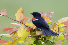 Male Red-winged Blackbird Displaying Its Red And Yellow Wing Epaulettes