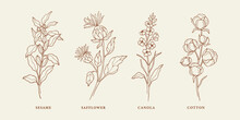 Set Of Hand Drawn Sesame, Safflower, Canola, Cotton