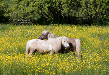 Two White Ponies Playing In A Field Of Wildflowers Summer In Canada