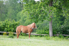 A Beautiful Brown Horse Standing In A Grassy Field With Buttercups All Around.