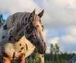 portrait of a horse,  appaloosa horse, spotted horse portrait, leopard appaloosa
