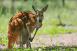 Australia, samica kangura odpoczywająca w cieniu