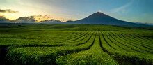 Mount Kerinci Is Seen From The Arrangement Of Tea Plantations Against A Beautiful Blue Sky Background.