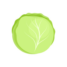 Green Fresh Cabbage Isolated On White Background. Brassica Oleracea. Healthy Organic Food Concept. Vector Vegetables Illustration In Flat Style.