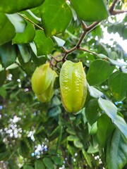 Wall Mural - star fruit