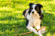 Pet activity. Cute puppy dog border collie lying down on grass chewing on stick. Pet dog with funny face in sunny summer day outdoors. Pet care and funny animals life concept