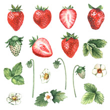 Set Of Watercolor Strawberries And Leaves
