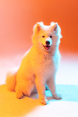 Wall Mural - Studio shot of beautiful fluffy white Samoyed dog posing isolated on orange color background in neon light. Concept of animal, pets, care, fashion, ad