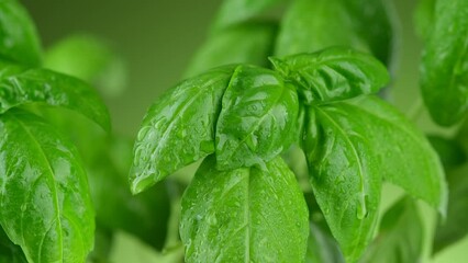 Wall Mural - Fresh basil leaf with water drops