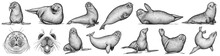 Vintage Engrave Isolated Seal Set Illustration Ink Sketch. Sea Lion Background Arctic Art