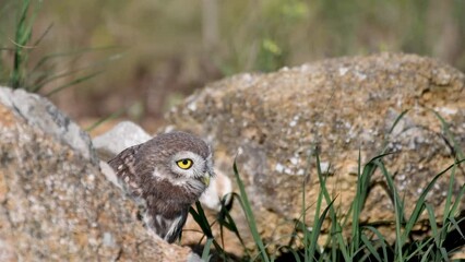 Wall Mural - Young little owl Athena noctua hides in the rocks.