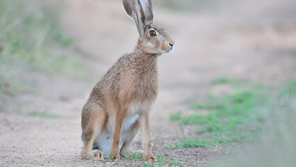 Wall Mural - European hare Lepus europaeus, also known as the brown hare, are standing on a country road. Brown fluffy fur, long ears, big eyes. Close up.