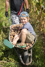 Unrecognizable Man Is Carrying A Boy And A Lot Of Freshly Dug Potatoes In A Wheelbarrow. Organic Farming. Good Harvest, Little Helper. Farm Games. Harvest Season