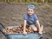 Boy Climbed Onto A Pile Of Freshly Dug Potatoes Loaded Into A Wheelbarrow. Engage In Organic Farming. Good Harvest, Little Helper. Farm Games. Summer In The Village