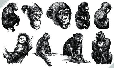 Vintage engrave isolated monkey set illustration ink sketch. Wild chimpanzee background ape art