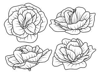 Wall Mural - flower hand drawn sketch line art illustration