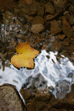 Bright Yellow Maple Leaf Floating In A Mountain Stream.