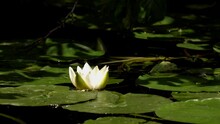 Nymphaea Alba, The White Waterlily, European White Water Lily Or White Nenuphar, Is An Aquatic Flowering Plant In The Family Nymphaeaceae