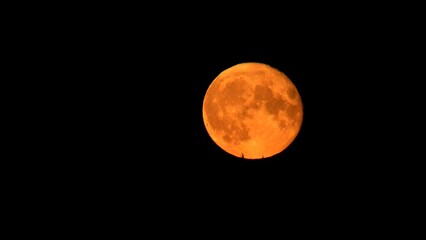 Wall Mural - large yellow moon taken at a close approximation during the period of the full moon and the maximum 