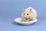 Fototapeta  - Cute and funny fluffy Syrian hamster stuffed food in his cheeks. Home favorite pet. Place for text