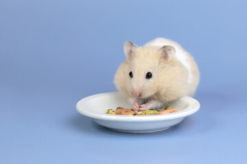 Wall Mural - Cute and funny fluffy Syrian hamster stuffed food in his cheeks. Home favorite pet. Place for text