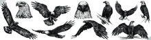 Vintage Engrave Isolated Eagle Set Illustration Ink Sketch. Wild Falcon Background Hawk Vector Art
