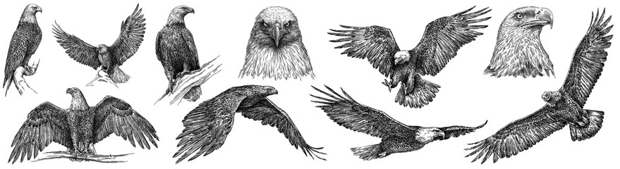vintage engrave isolated eagle set illustration ink sketch. wild falcon background hawk art