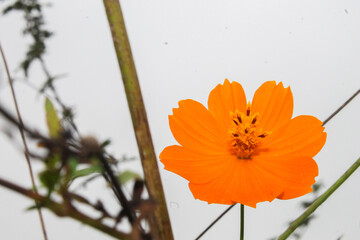 orange flower on sky