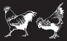 Set Of  Vector Roosters Isolated On Black Background, Domestic Animals, Grahical Elements