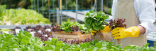Fresh Vegetable Hydroponic System..Organic Vegetables Salad Growing Garden Hydroponic Farm Freshly Harvested Lettuce organic For Health Food Earths Day Concept.