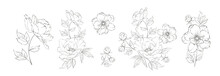 Set Of Differents Peony Decoration On White Background.