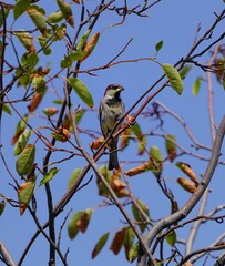 Canvas Print - bird on a branch