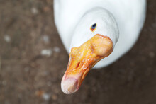 White Goose Head With Big Orange Beak Funny Portrait Close Up