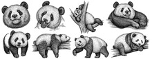 Vintage Engrave Isolated Panda Set Illustration Ink Sketch. Wild Bear Background Bamboo Art
