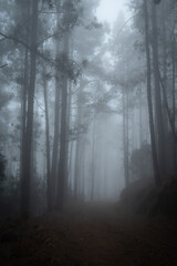  Foggy forest path between pines. Mysterious misty day