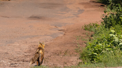 Fox walking along red dirt path next to field from behind