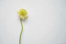 Photo Of A Fresh Small Flower In A White Background