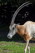 a saber-horned antelope - sable onyx antelope - onyks szablorogi