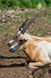 a saber-horned antelope - sable onyx antelope - onyks szablorogi