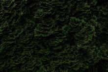 Deep Green Thuja Tree Branches Close Up As Background Image