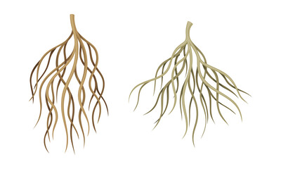 Branching Root as Tree Part Below the Surface of Soil Vector Set