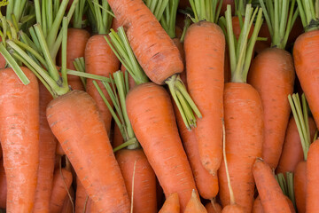 washed red carrots with cut green tops