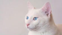 Portrait Of Pure White Cat With Blue Eyes On Isolated Background