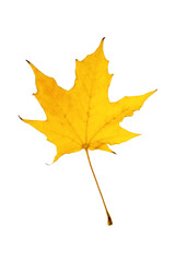 Wall Mural - dry autumn yellow maple leaf isolate on white background